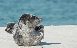 Helgoland