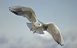 Helgoland