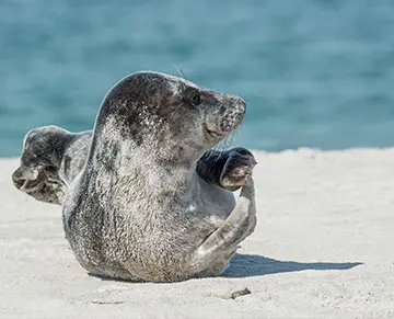 Helgoland 1
