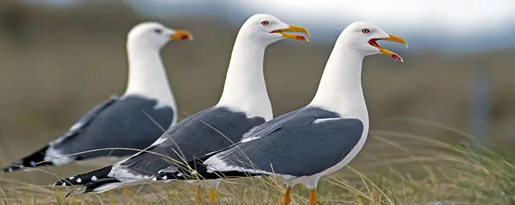 Helgoland 1