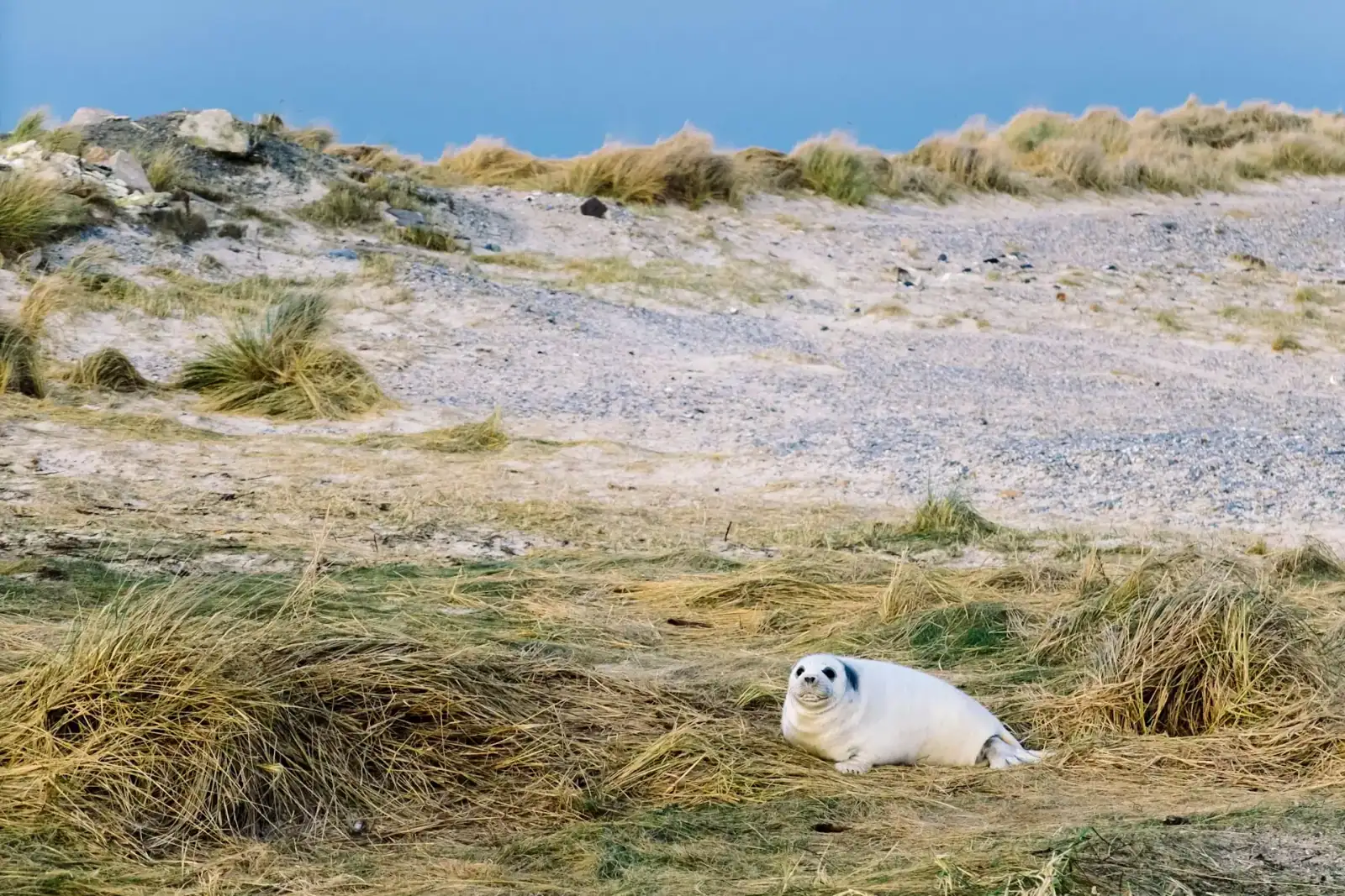 Kegelrobbe am Strand von Helgoland
