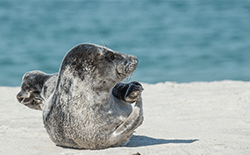 helgoland, halunder hüs, ferienwohnung